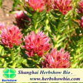 High Germination Rhodiola Rosea Seeds for Planting